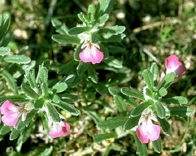ajuga iva