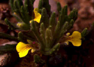 ajuga pseudo-iva
