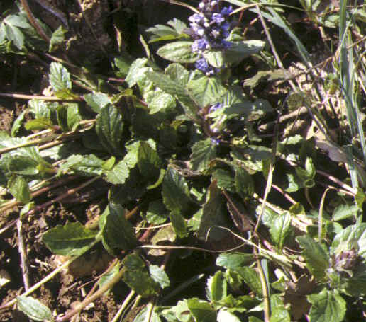 ajuga reptans