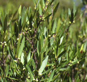 phillyrea angustifolia