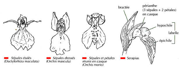 formes diverses
