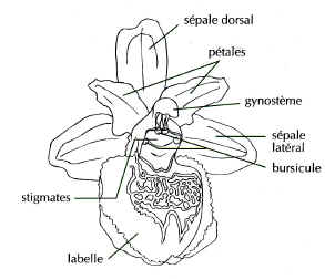 ophrys