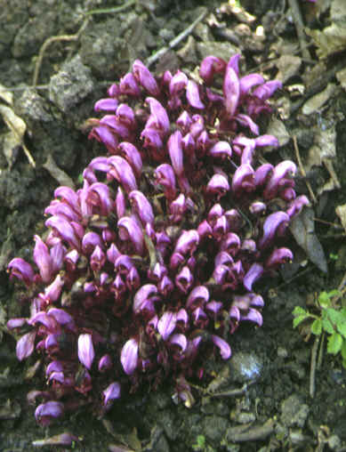 lathraea clandestina