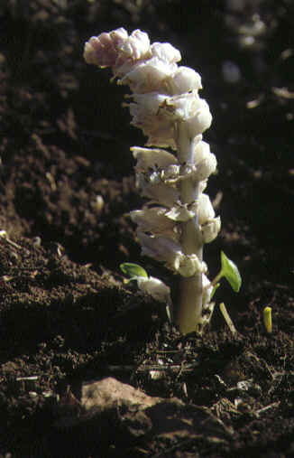 lathraea squamaria