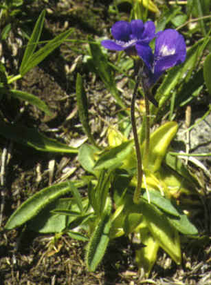 pinguicula_vulgaris.JPG (23927 octets)