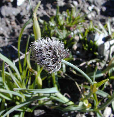alopecurus girardi