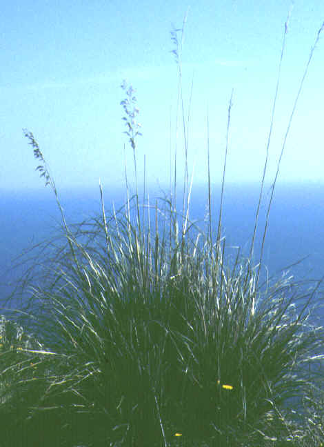 ampelodesmos mauritanicus