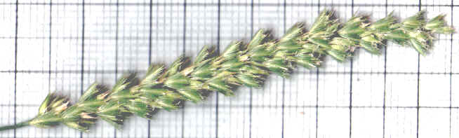 cynosurus cristatus