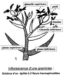 schma de l'pillet d'une gramine.