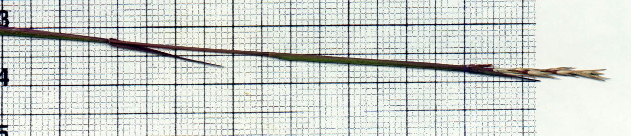 sporobolus vaginiflorus