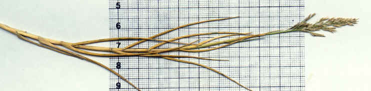 sporobolus pungens