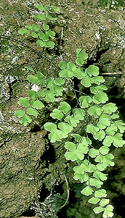 adiantum capillus-veneris