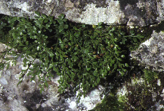 asplenium ruta-muraria