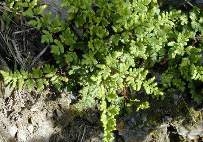 cheilanthes acrostica