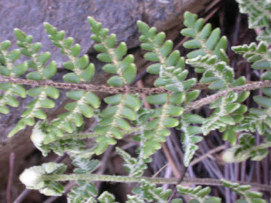 notholaena marantae
