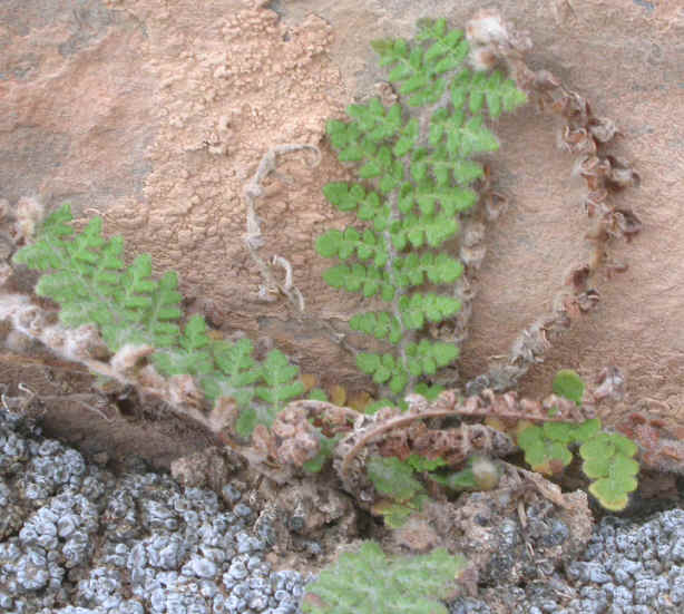 notolaena vellea = cosentinia vellea