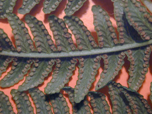 oreopteris limbosperma