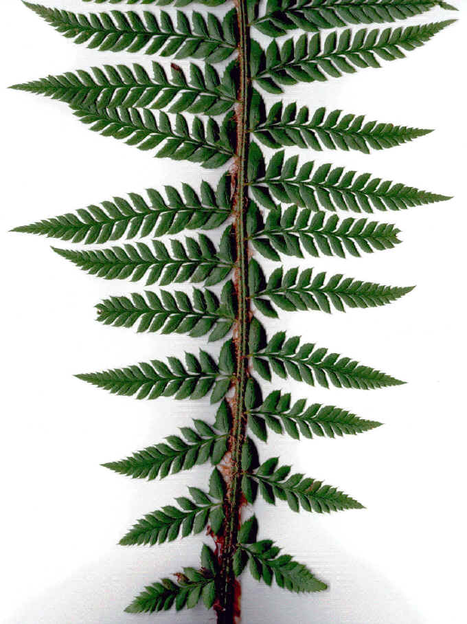 polystichum aculeatum