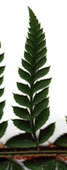 polystichum aculeatum dessus