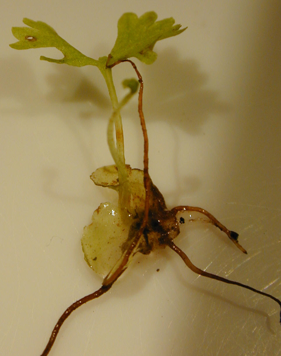 Prothalle avec jeune plantule