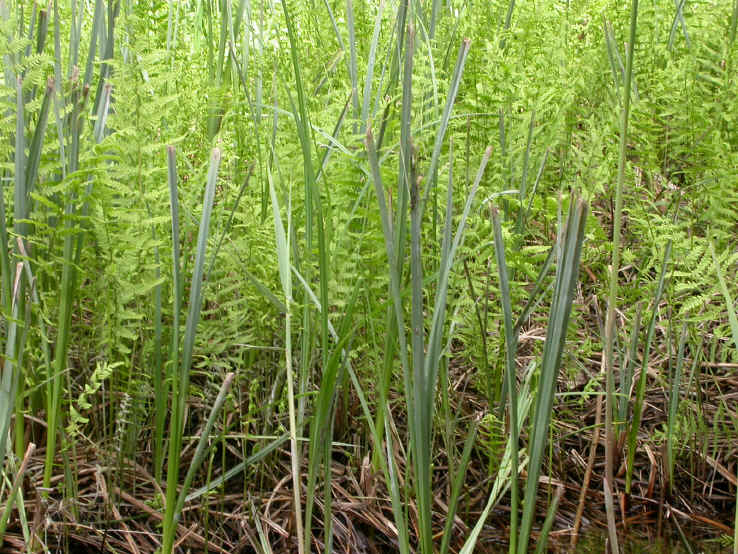 telypteris palustris