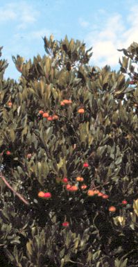arbutus unedo