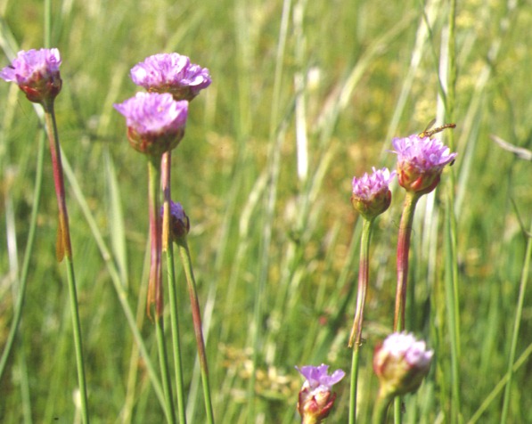 armeria plantaginea