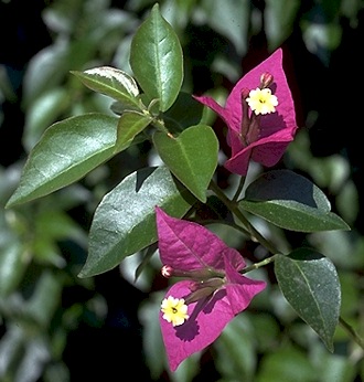 bougainvillea glabra 