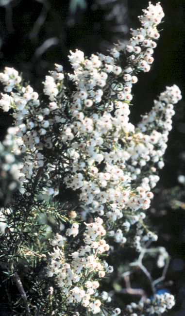 Erica arborea
