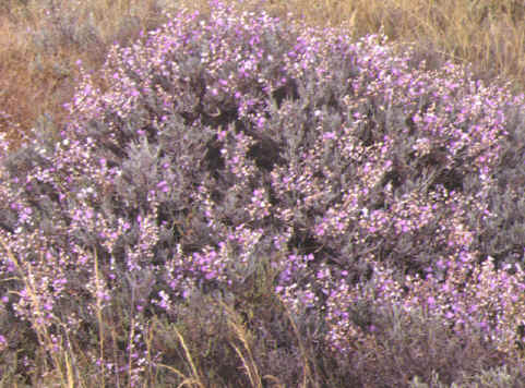 limoniastrum monopetalum