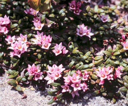 loiseleria procumbens