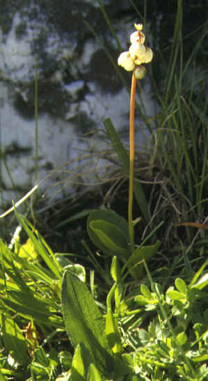 pyrola minor