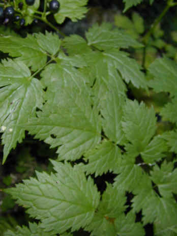 actaea spicata 