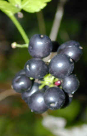 actaea spicata fruits