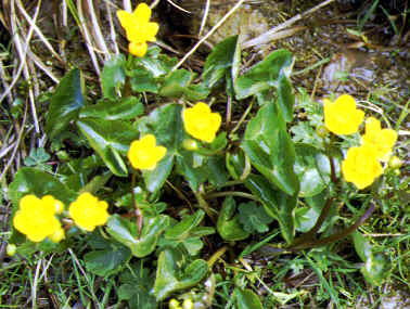 caltha palustris