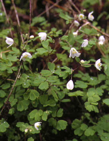 isopyrum thalictroides