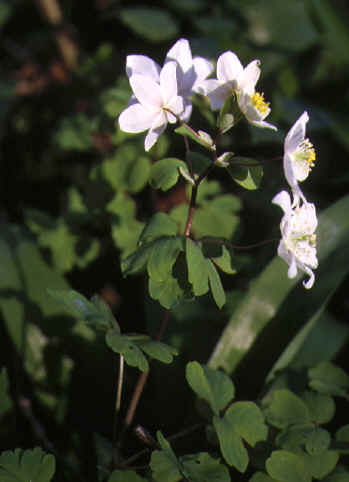 isopyrum thalictroides