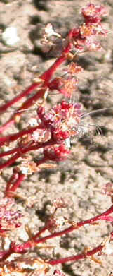 crassula vaillantii