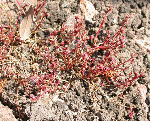crassula vaillantii