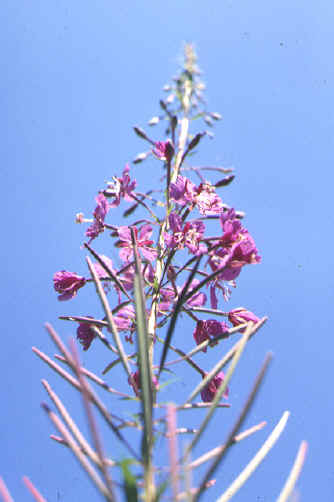epilobium_angustifolium.JPG (19595 octets)