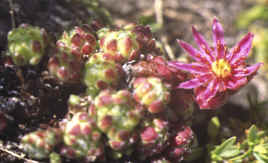 sempervivum dolomiticum