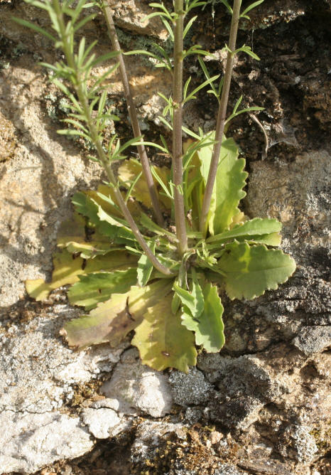 Anarrhinum bellidifolium