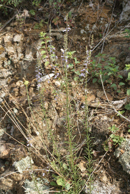 anarrhinum bellidifolium