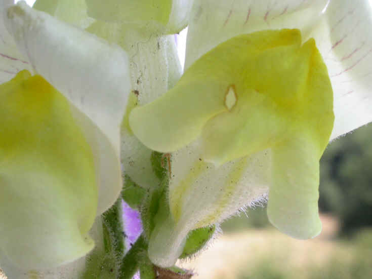 antirrhinum latifolium