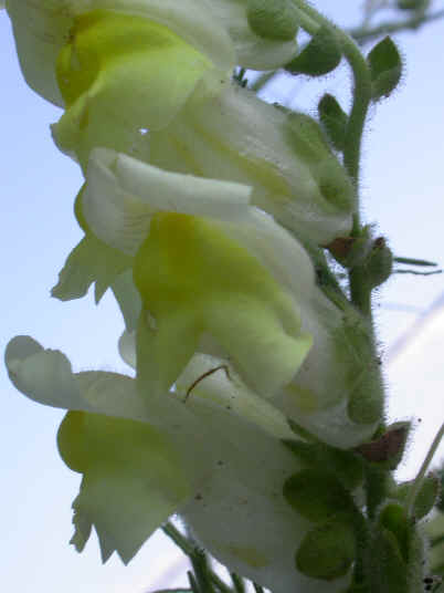 antirrhinum latifolium