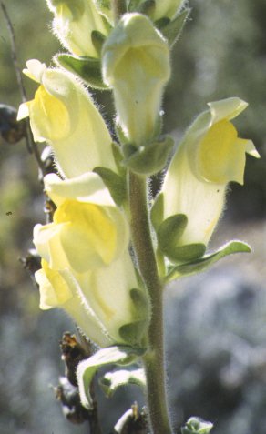 antirrhinum majus