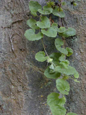 asarina procumbens