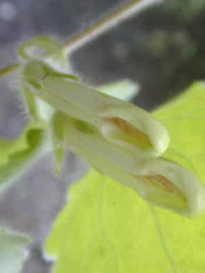 asarina procumbens