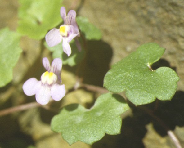cymbalaria muralis.jpg (42450 octets)
