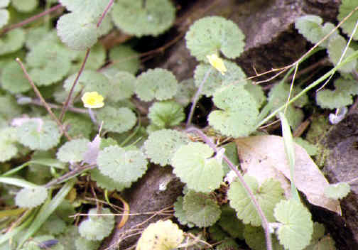 Sibthorpia peregrina